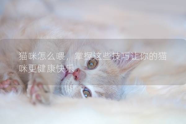 猫咪怎么喂，掌握这些技巧让你的猫咪更健康快乐