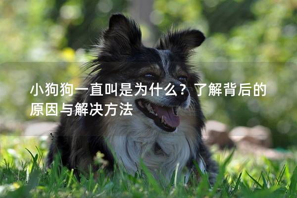 小狗狗一直叫是为什么？了解背后的原因与解决方法