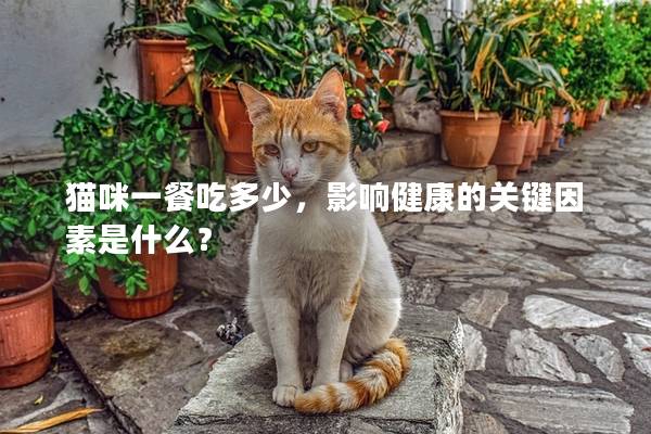 猫咪一餐吃多少，影响健康的关键因素是什么？