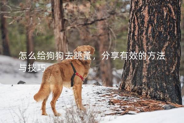 怎么给狗狗去跳蚤，分享有效的方法与技巧