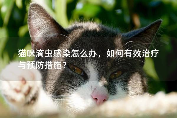 猫咪滴虫感染怎么办，如何有效治疗与预防措施？