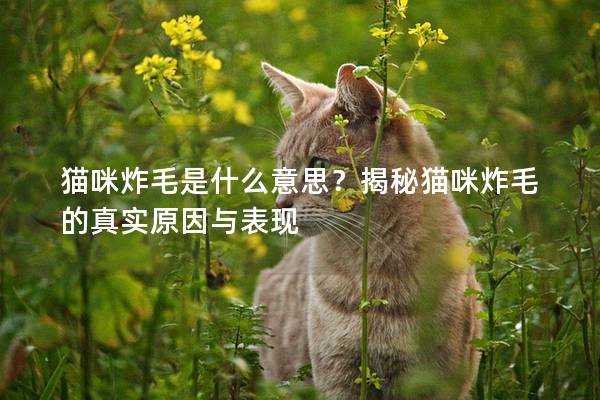 猫咪炸毛是什么意思？揭秘猫咪炸毛的真实原因与表现